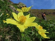 19 Pulsatilla alpina sulphurea (Anemone sulfureo) 
